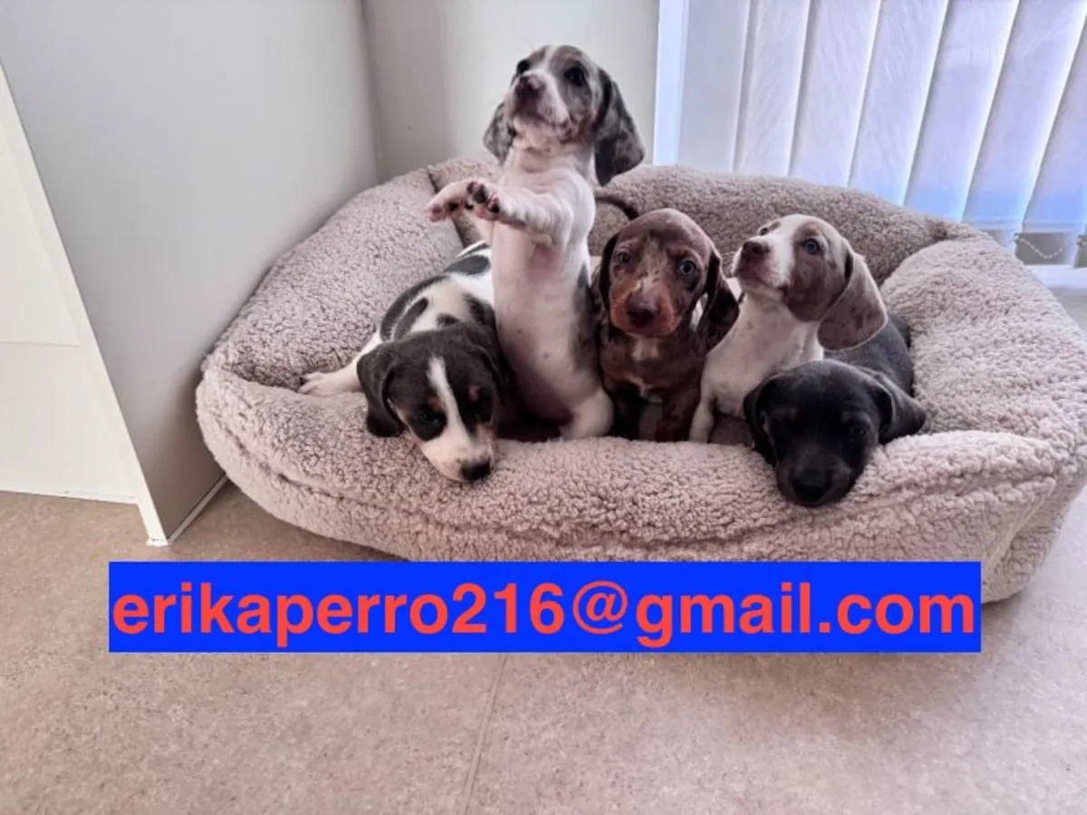 Regalo cachorros Dachshund (macho y hembra)