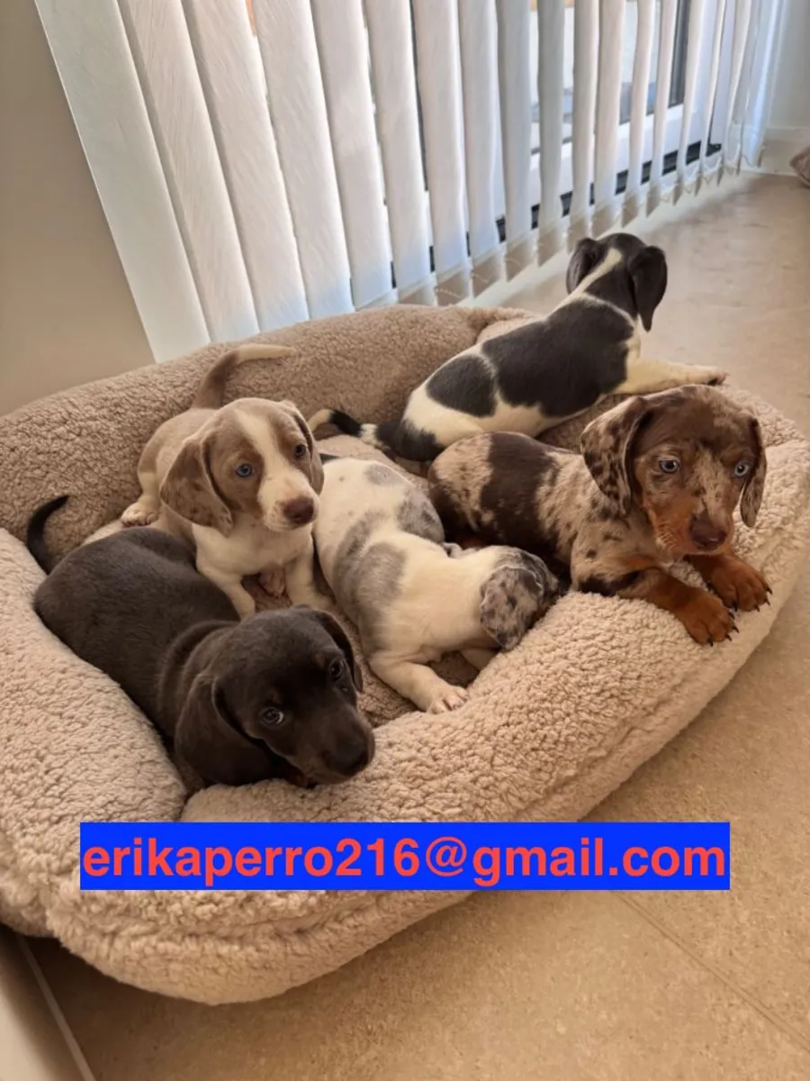 Regalo cachorros Dachshund (macho y hembra)