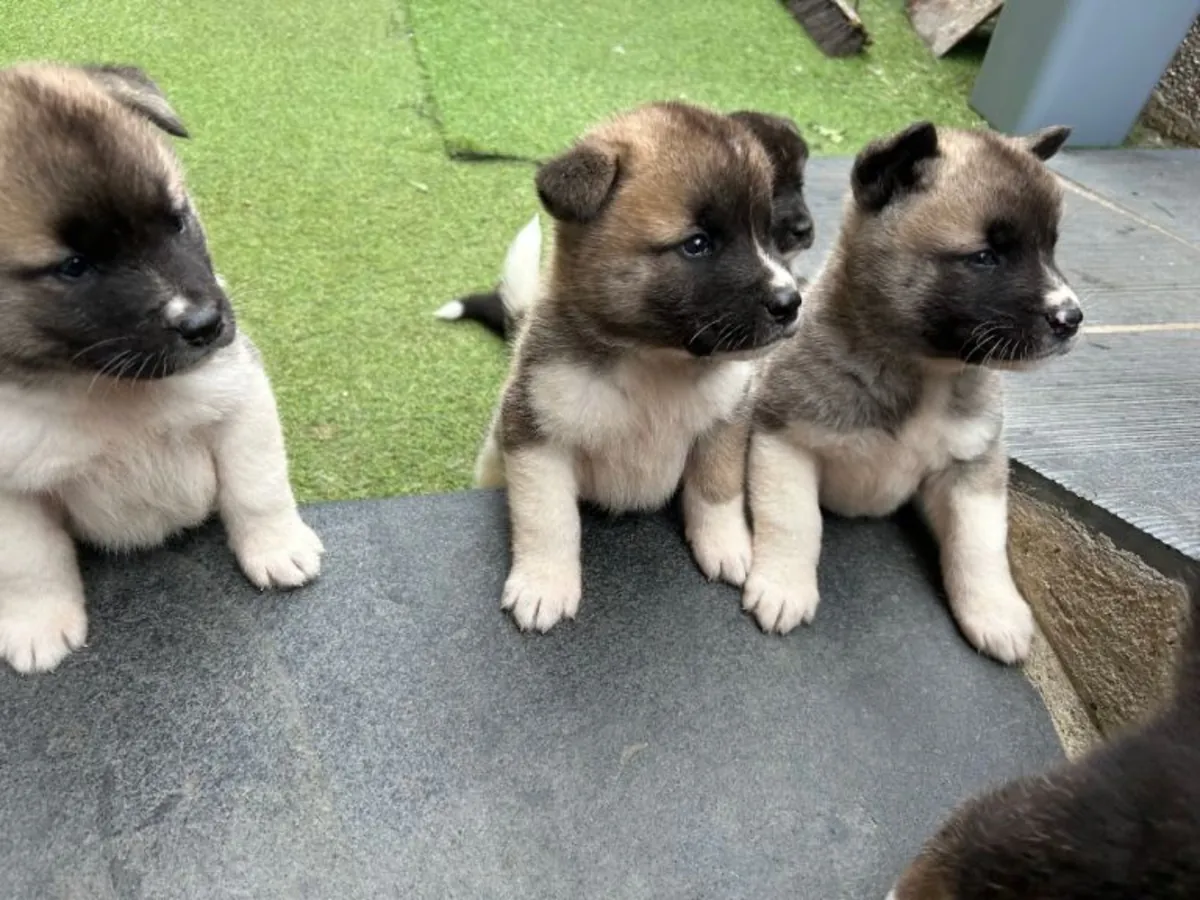 Cachorros Akita (macho y hembra) para adopción
