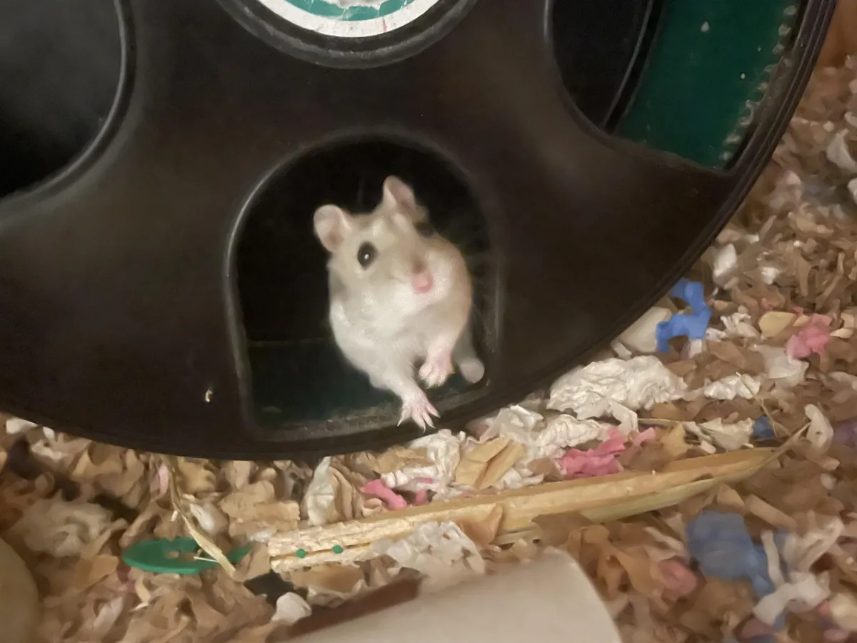 Uysal Romanya hamsteri, sakin bir yeni yuva bulmayı umuyor.