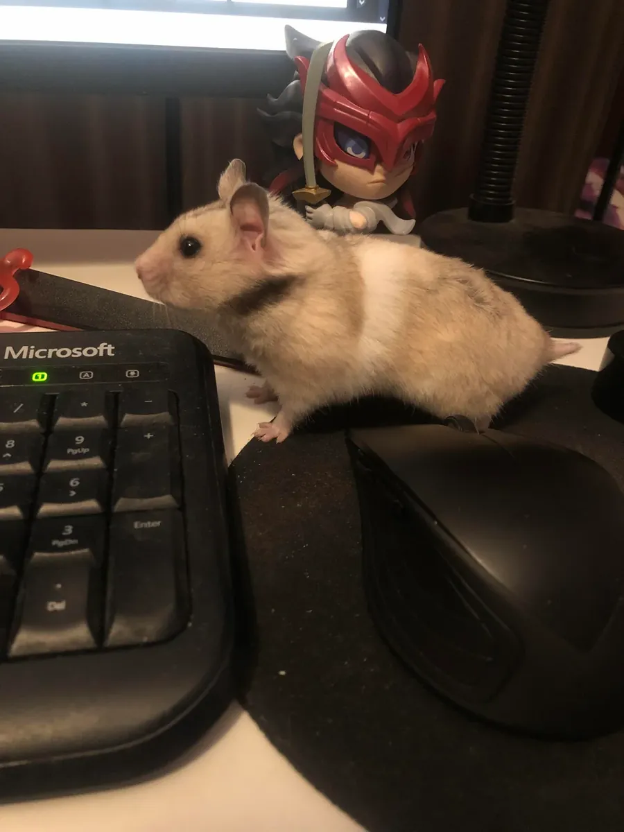 Deneyimli bir sahip arayan sevimli Sibirya hamsterı.