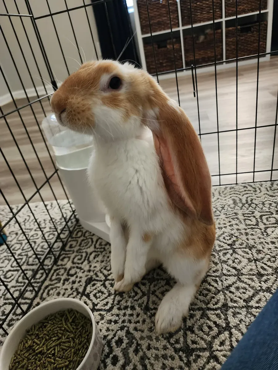 An elegant English Lop rabbit is looking for a long-term home.