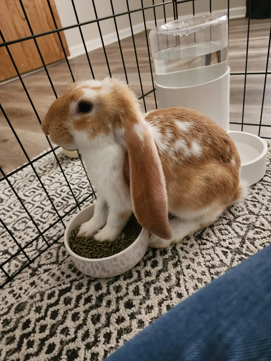 An elegant English Lop rabbit is looking for a long-term home.
