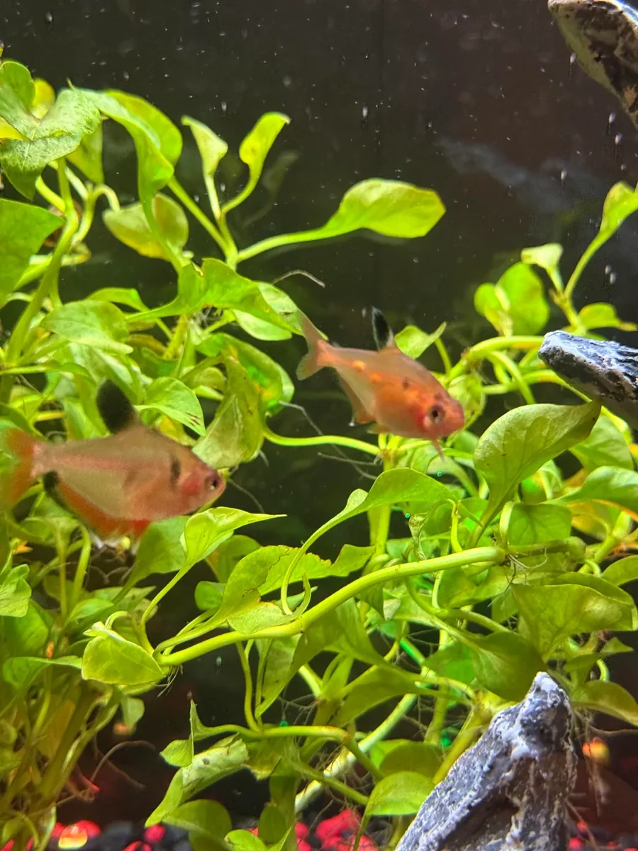 活跃的小型灯鱼适合群养水族箱