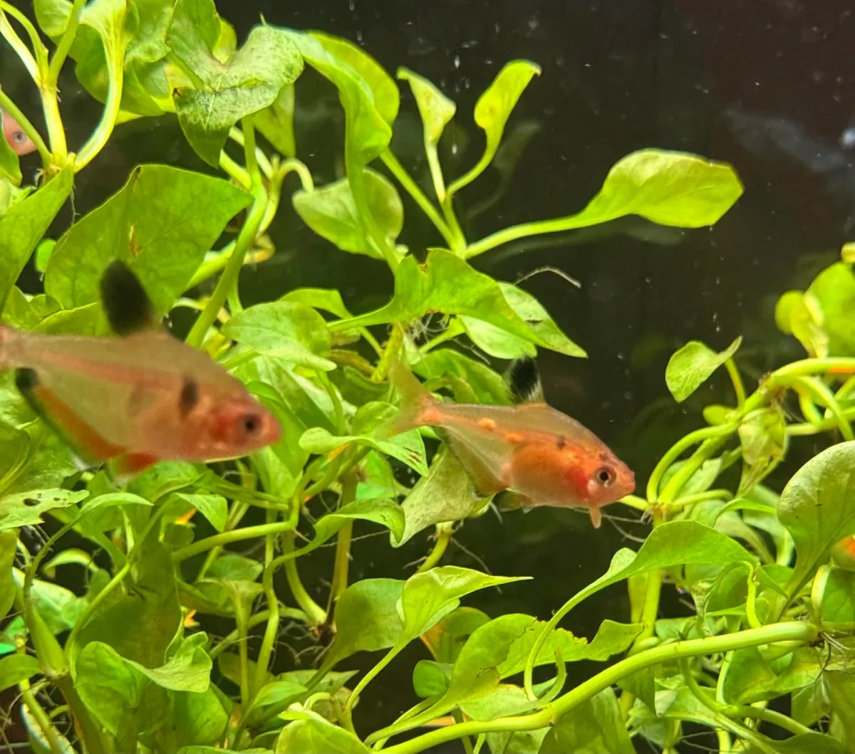 活跃的小型灯鱼适合群养水族箱