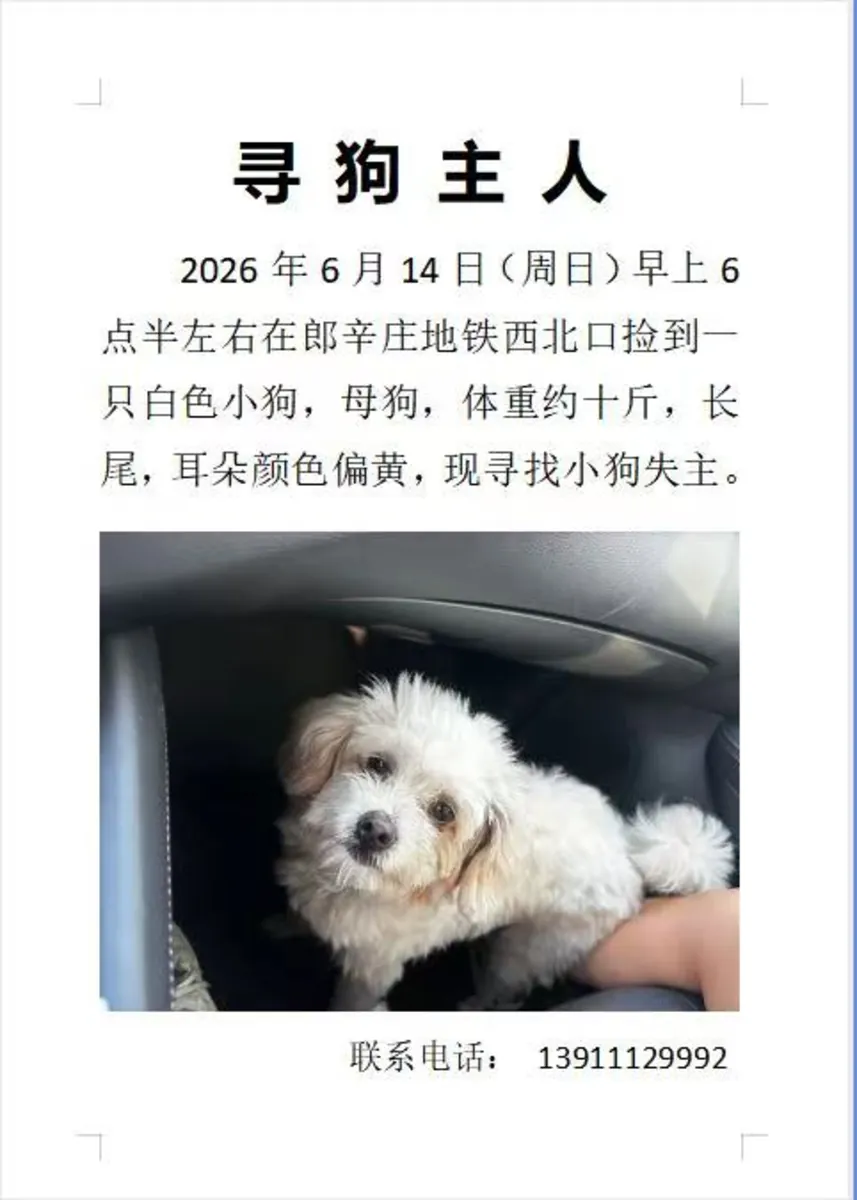 Found lost pet dog, looking for owner