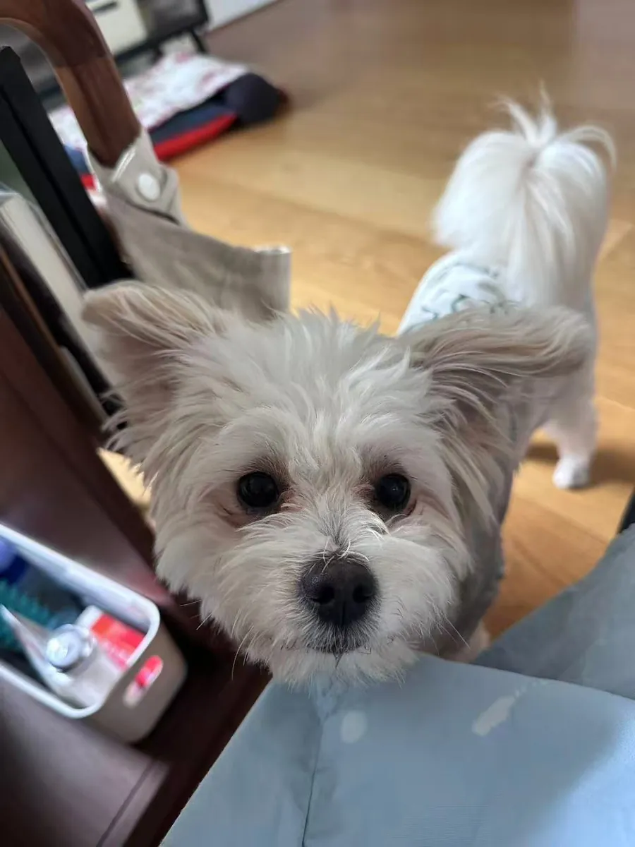 Found lost pet dog, looking for owner