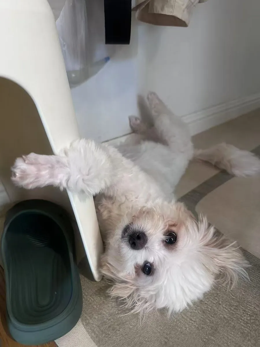 Found lost pet dog, looking for owner