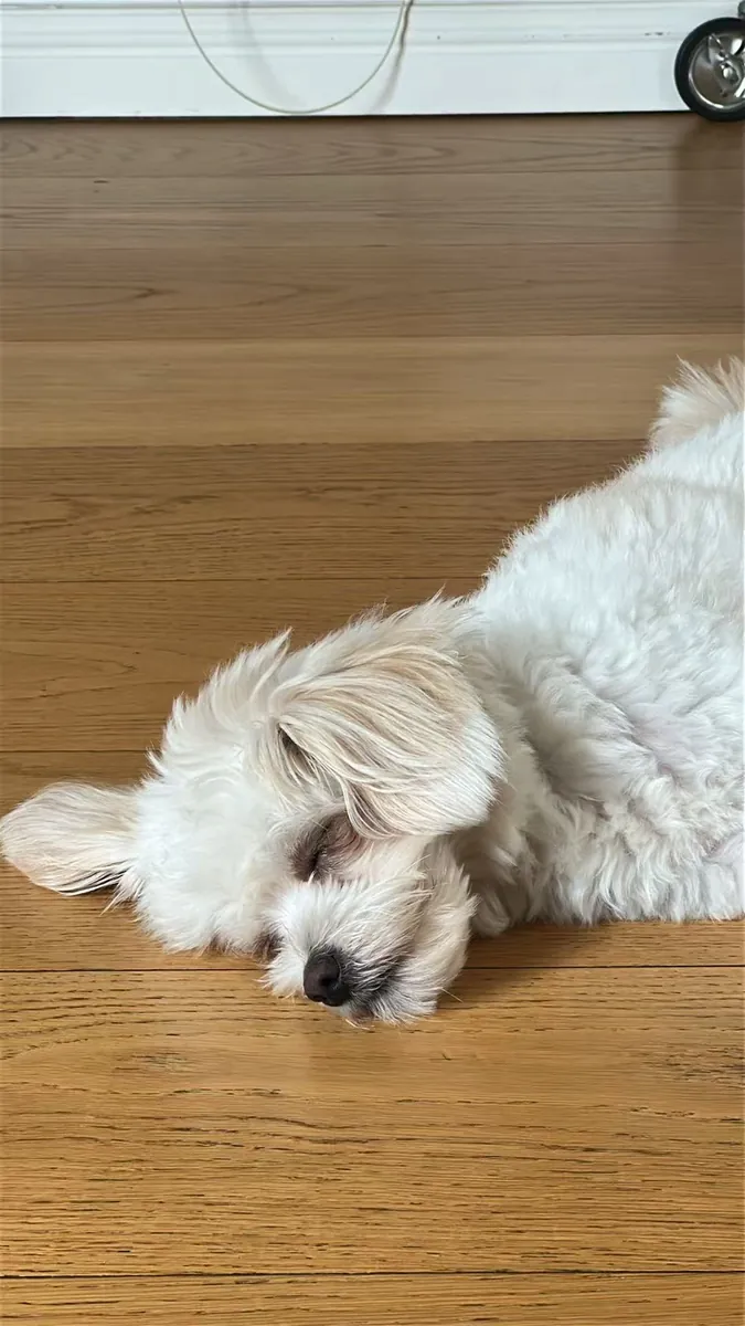 Found lost pet dog, looking for owner