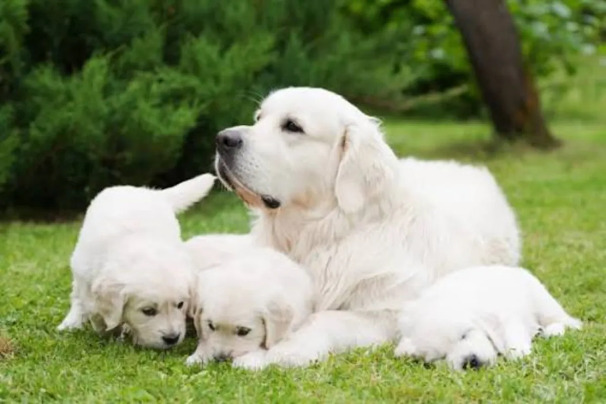 Golden Retriever busca un nuevo hogar.....