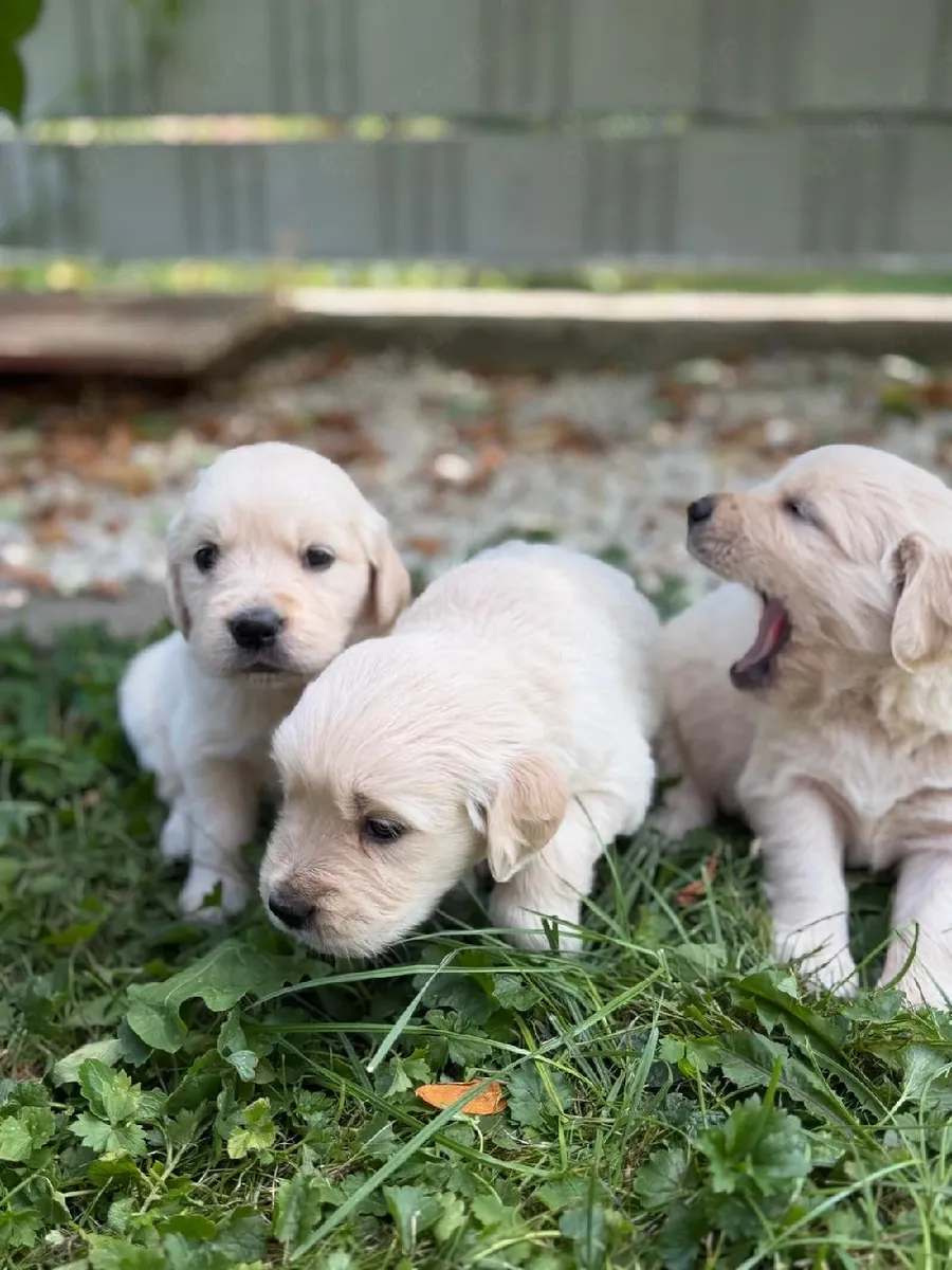 Golden Retriever busca un nuevo hogar
