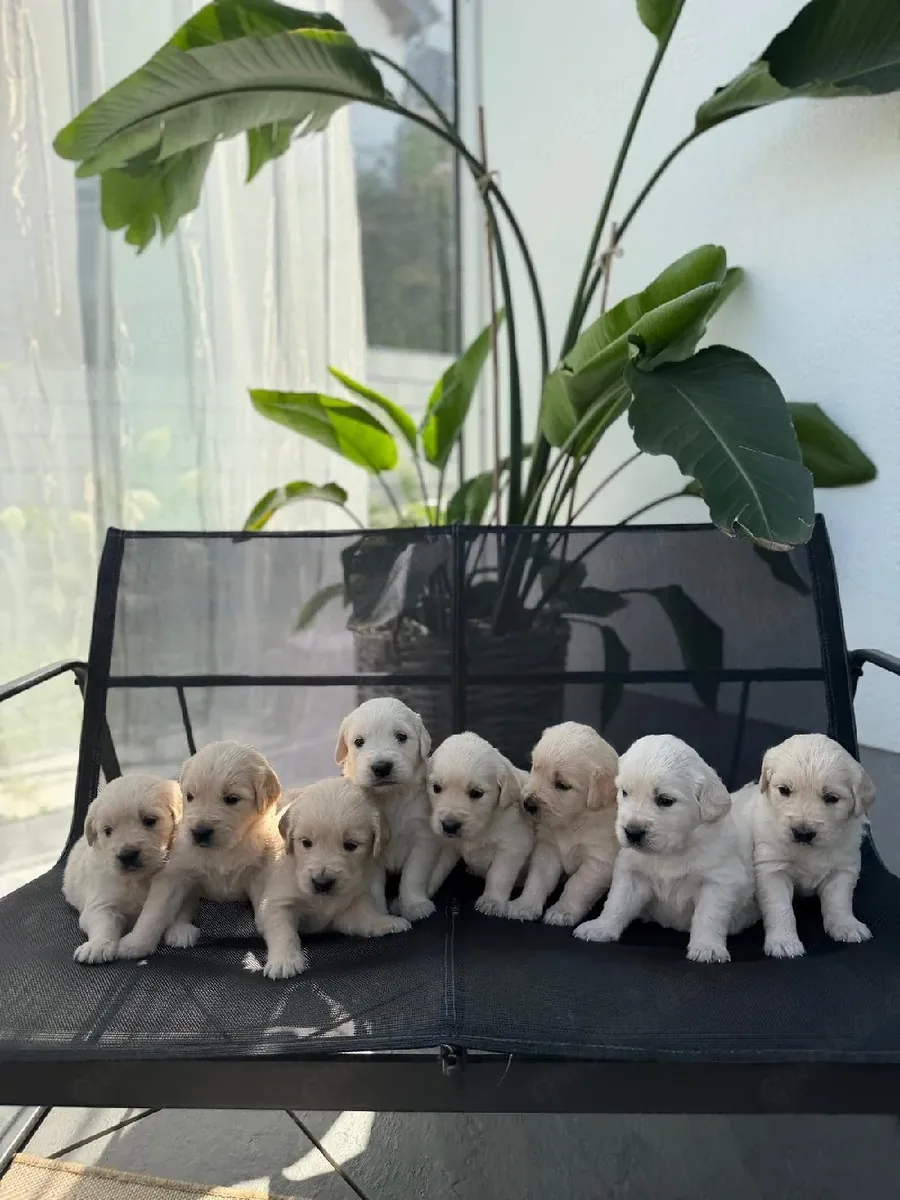 Golden Retriever busca un nuevo hogar qqqqq