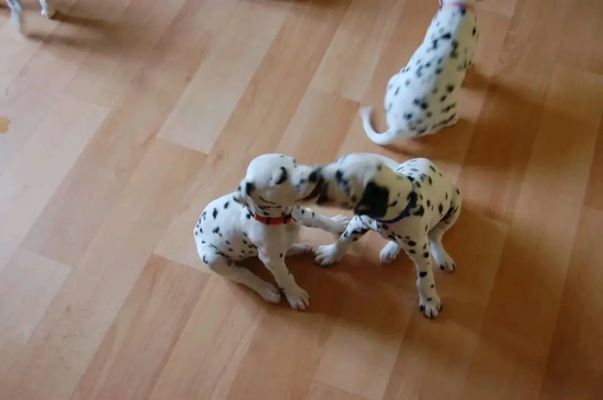 Dalmatian puppies