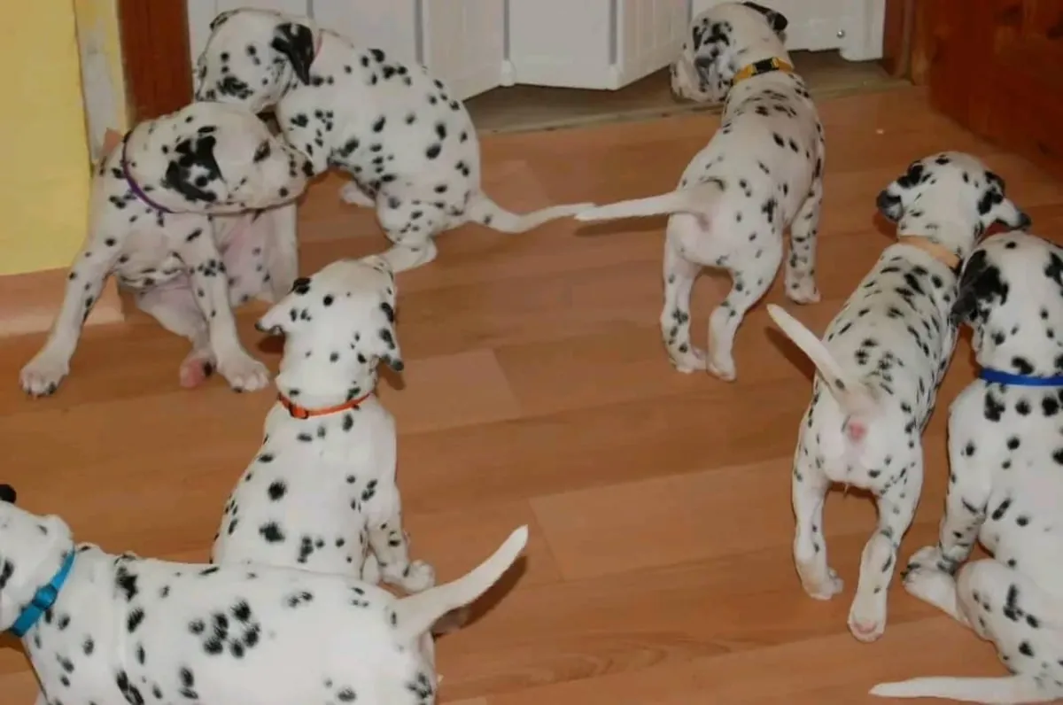 Dalmatian puppies