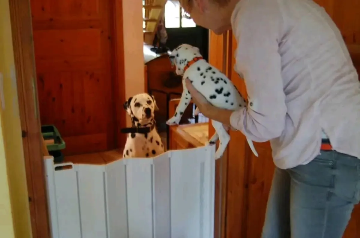 Dalmatian puppies