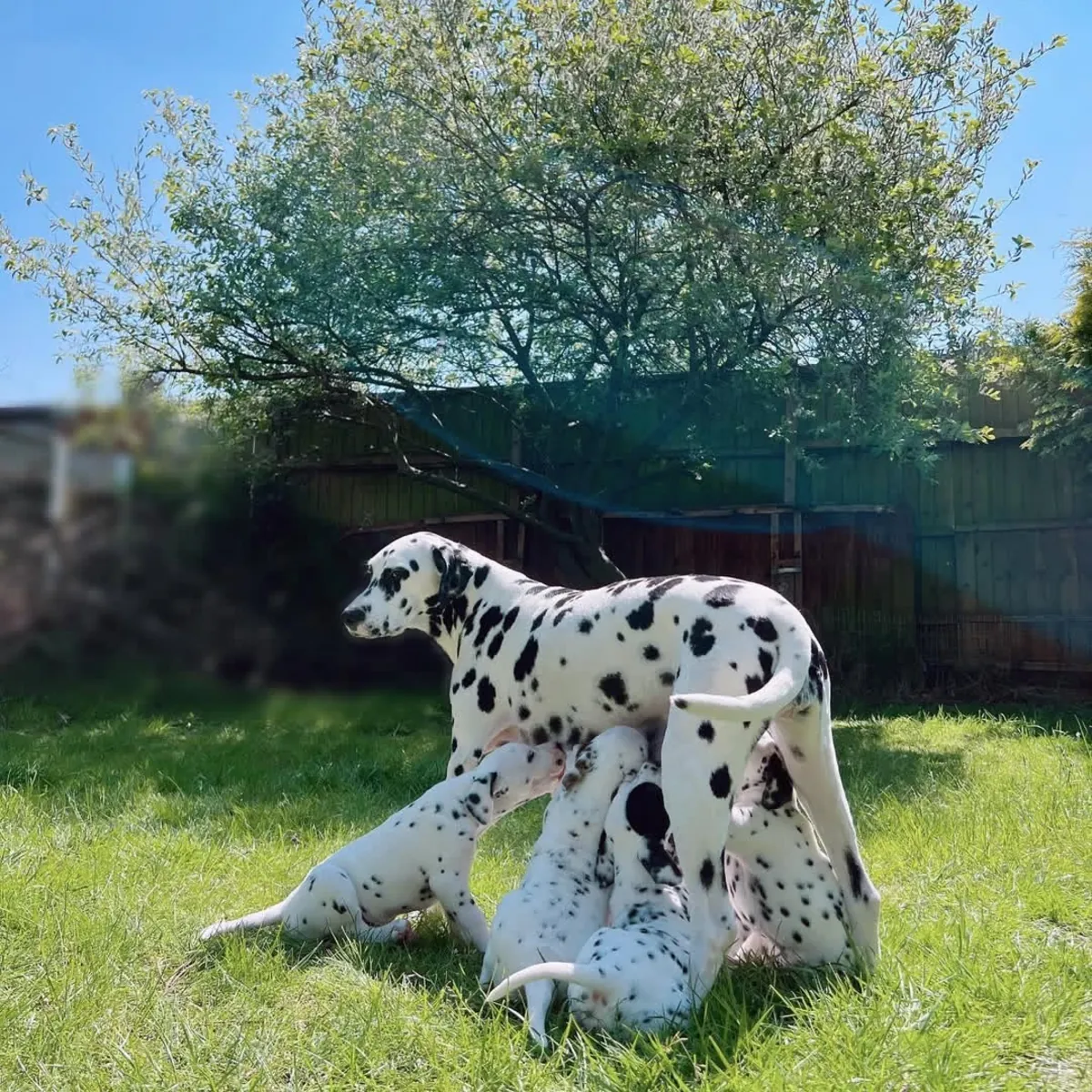 可爱的达尔马提亚小狗