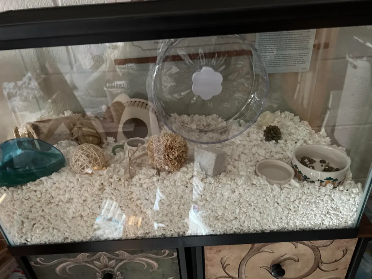 Petit hamster roumain calme cherche un nouveau foyer