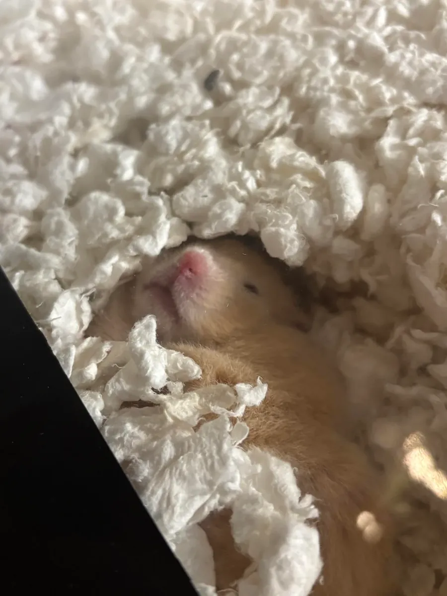 Petit hamster roumain calme cherche un nouveau foyer