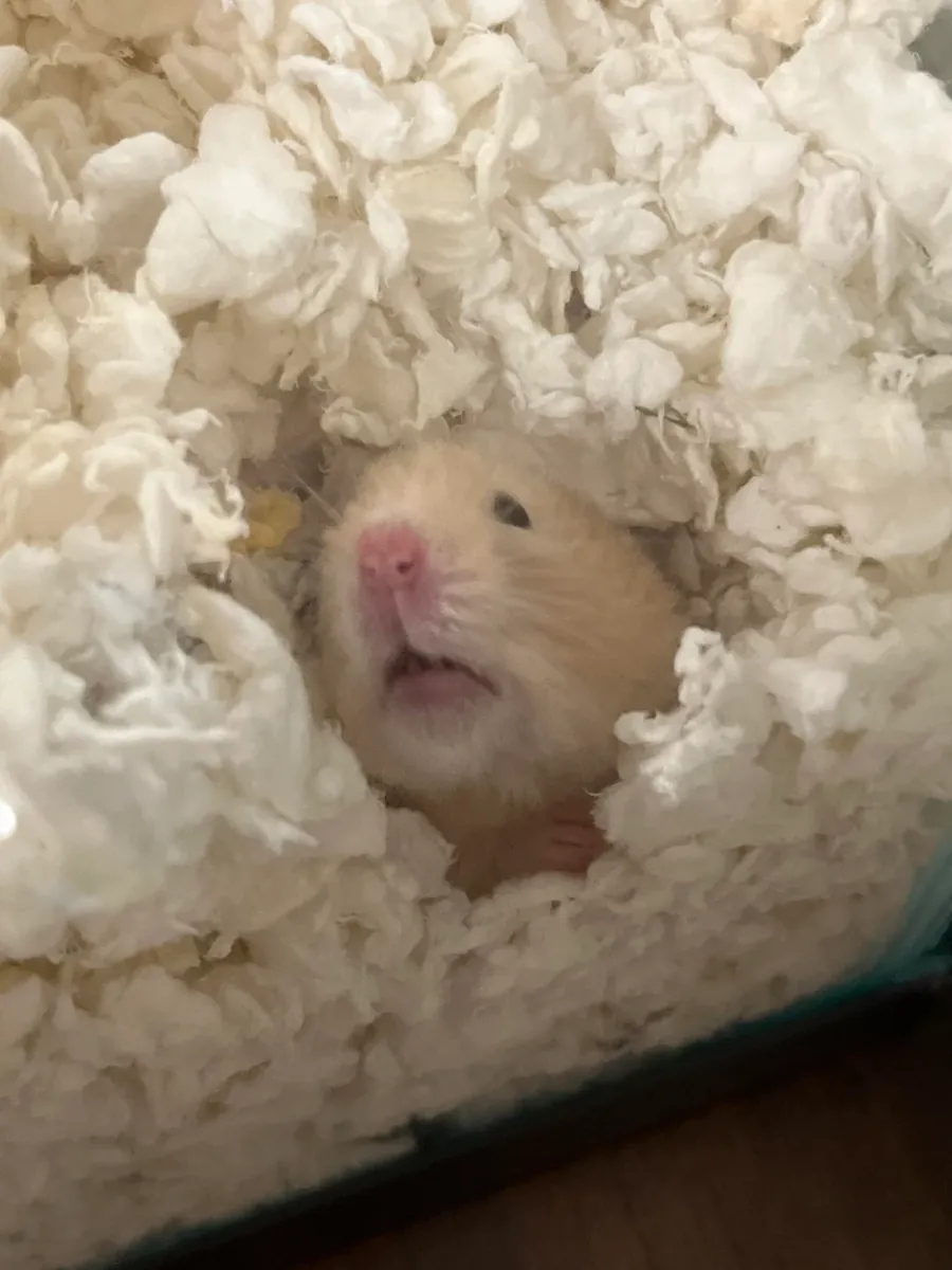 Petit hamster roumain calme cherche un nouveau foyer