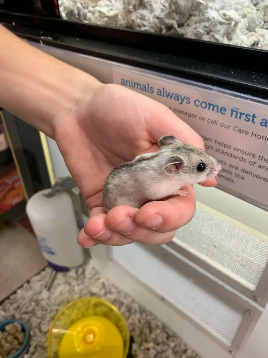 Hámster chino curioso busca familia paciente