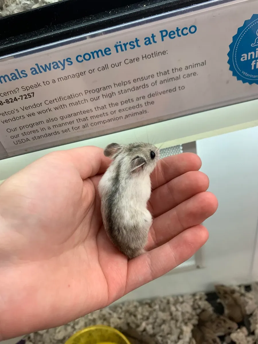 Hámster chino curioso busca familia paciente