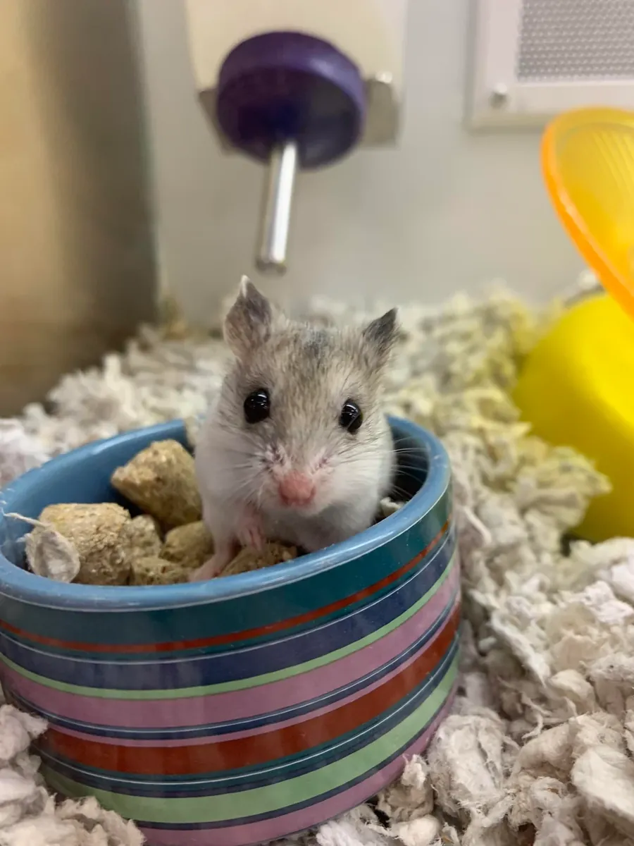 Hámster chino curioso busca familia paciente