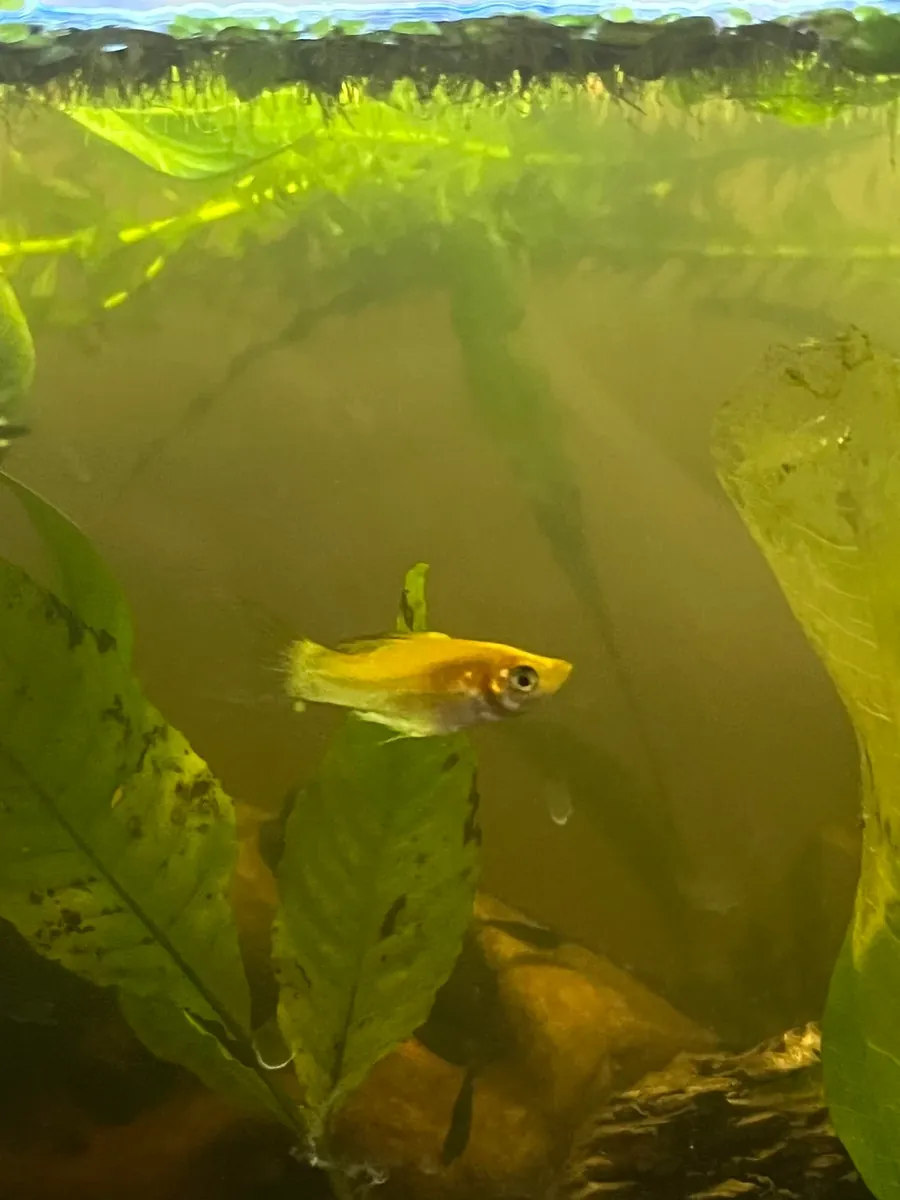 适合热带水族箱的健康成年玛丽鱼