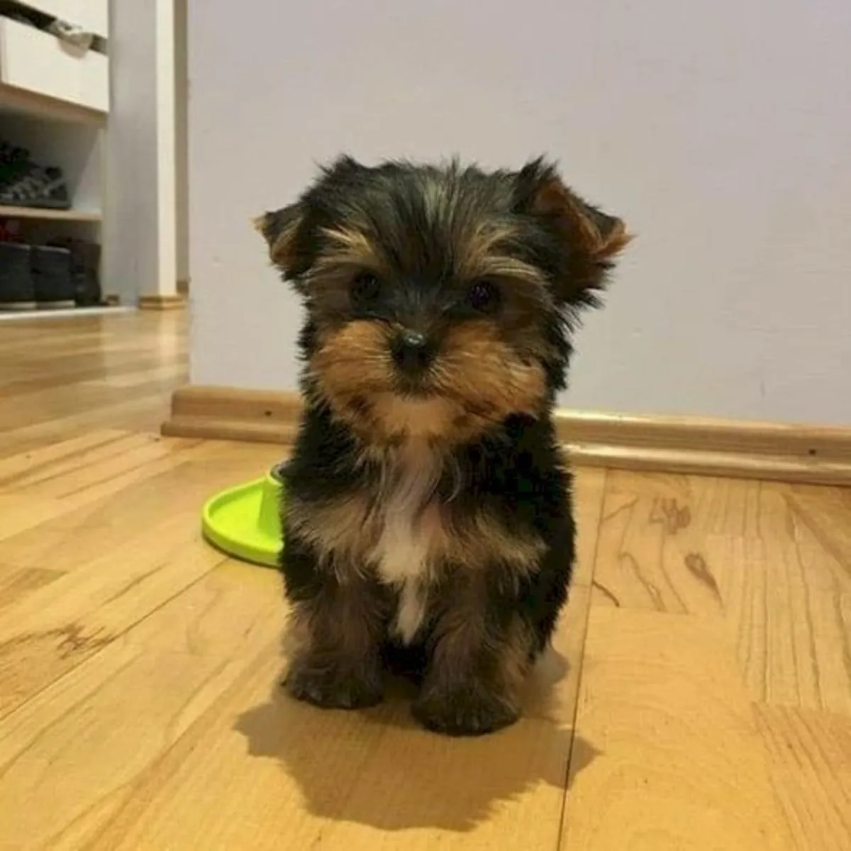 Chiots Yorkie miniature : Doux, en bonne santé et prêts à rentrer chez eux