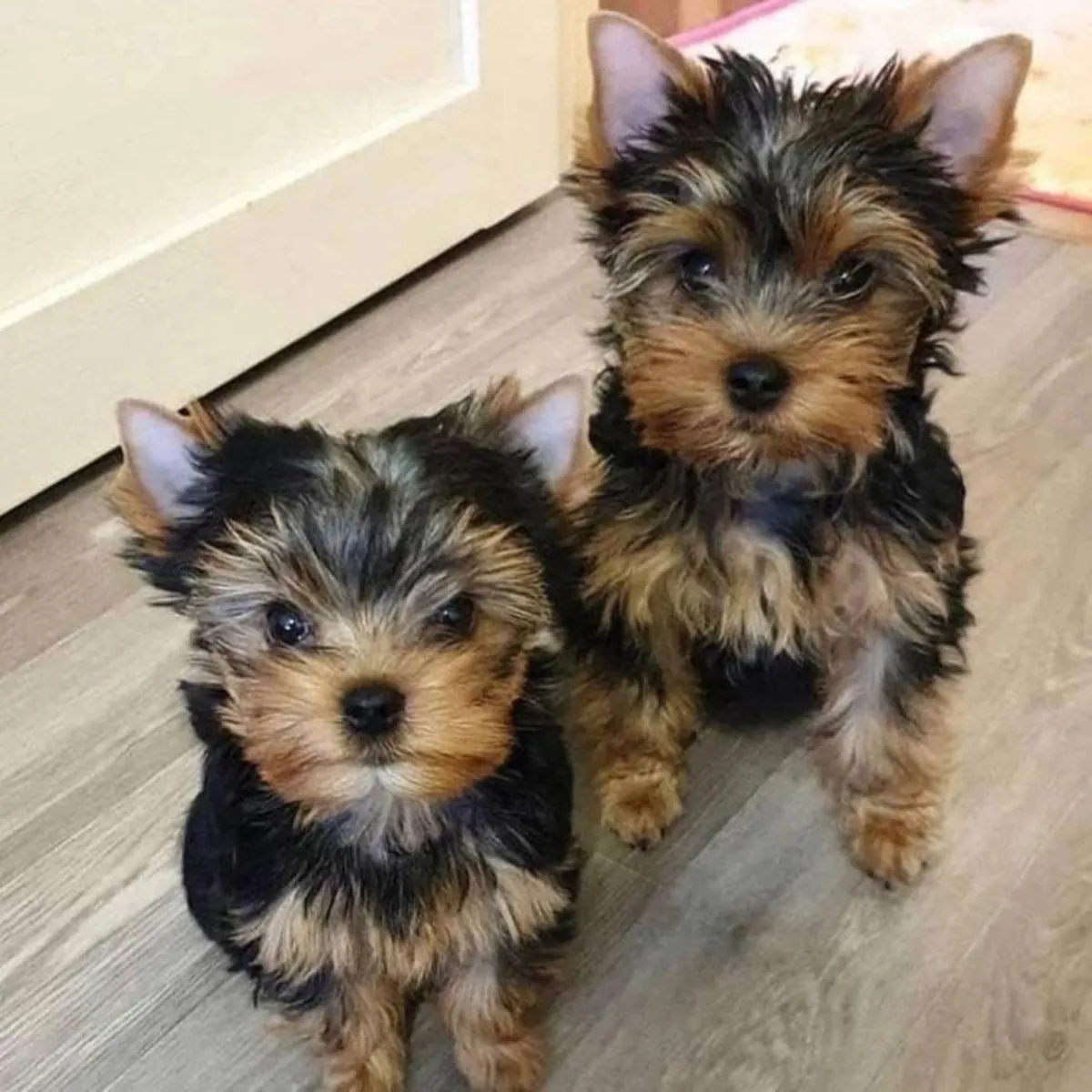 迷人的约克夏犬幼犬：完美的家庭宠物