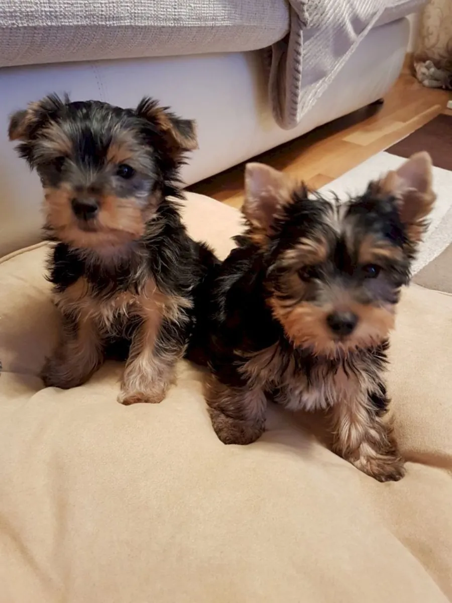 Chiots Yorkshire Terrier Sains – Prêts à Rencontrer leurs Nouvelles Familles