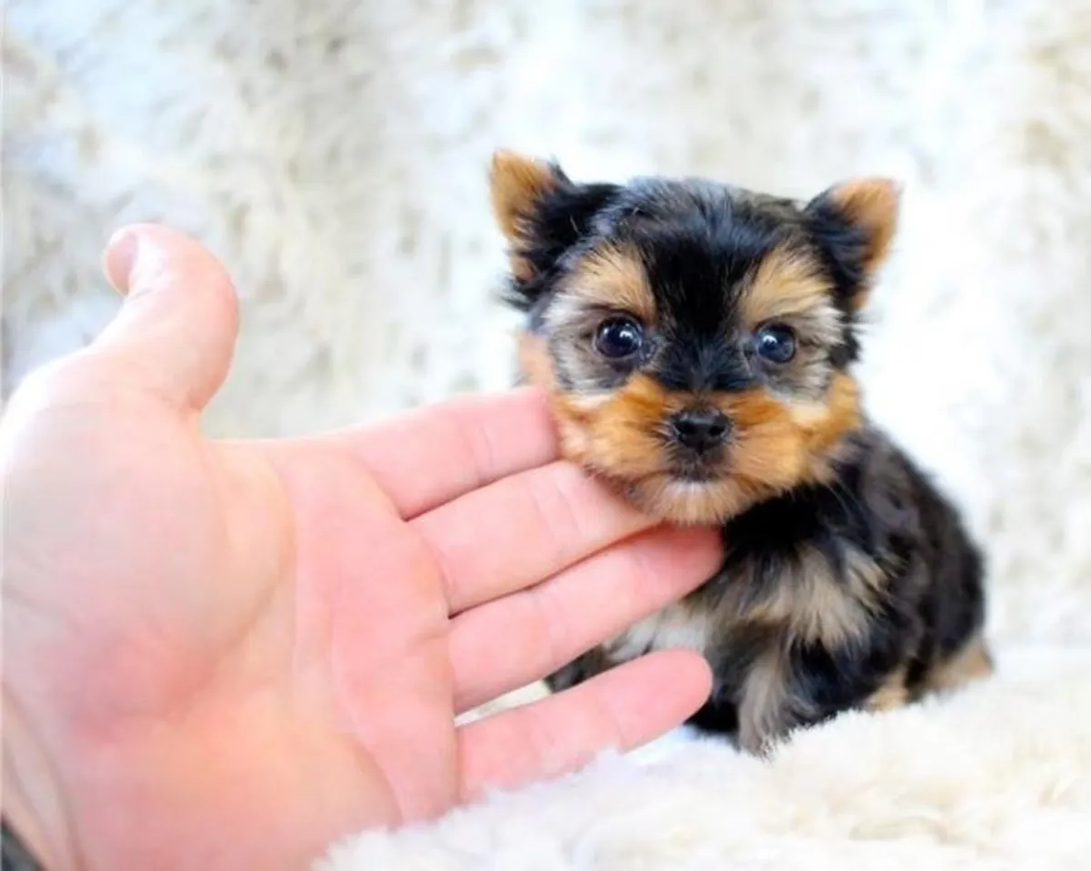 Adorables chiots Yorkshire Terrier