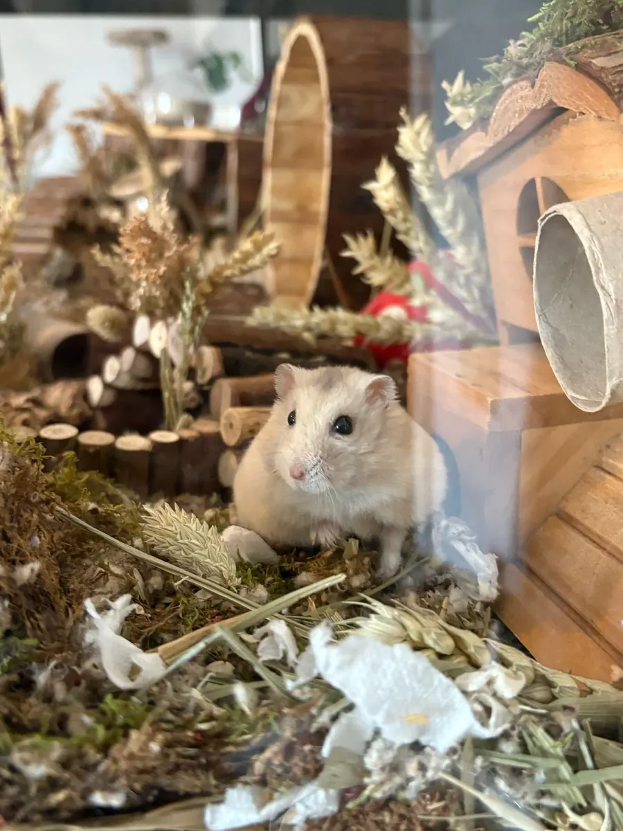 Hámster Campbell tranquilo que necesita un nuevo hogar