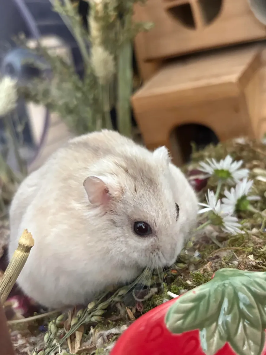 Hámster Campbell tranquilo que necesita un nuevo hogar