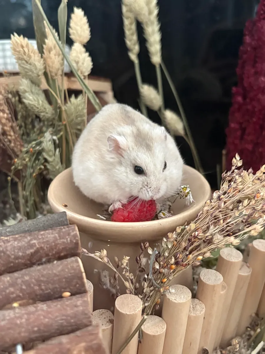 Hámster Campbell tranquilo que necesita un nuevo hogar