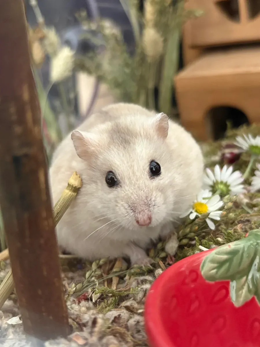 Hámster Campbell tranquilo que necesita un nuevo hogar