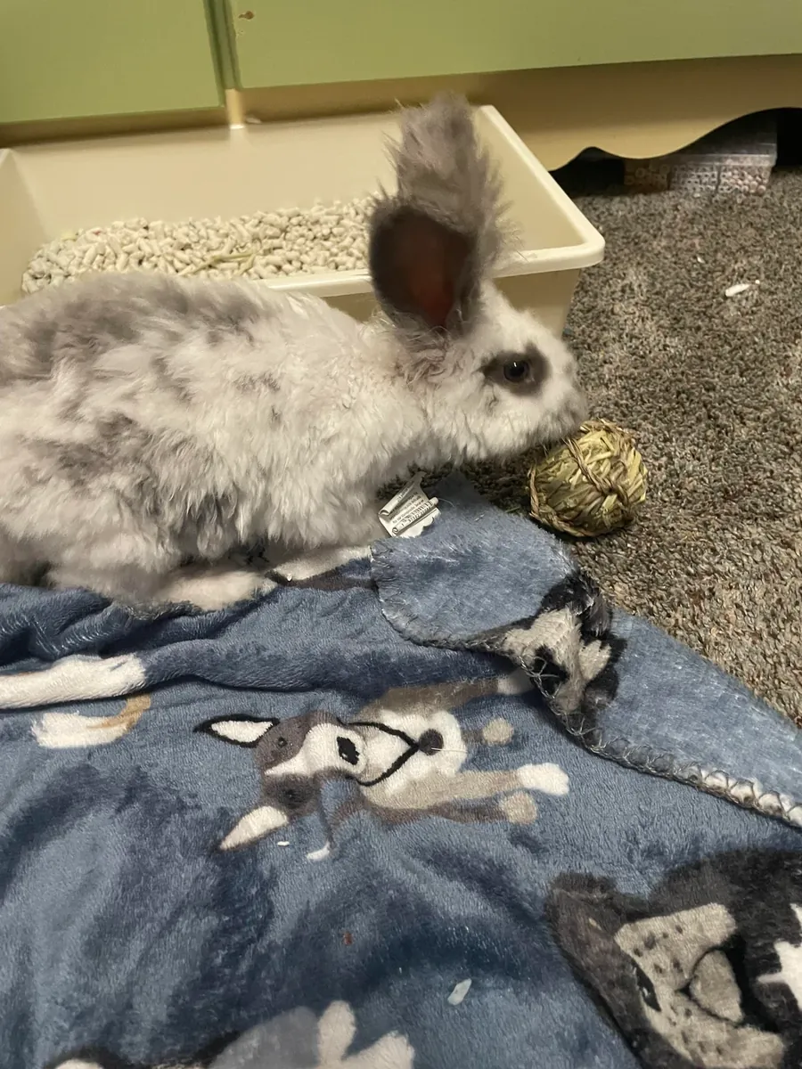 Conejo gigante Angora muy tranquilo busca familia