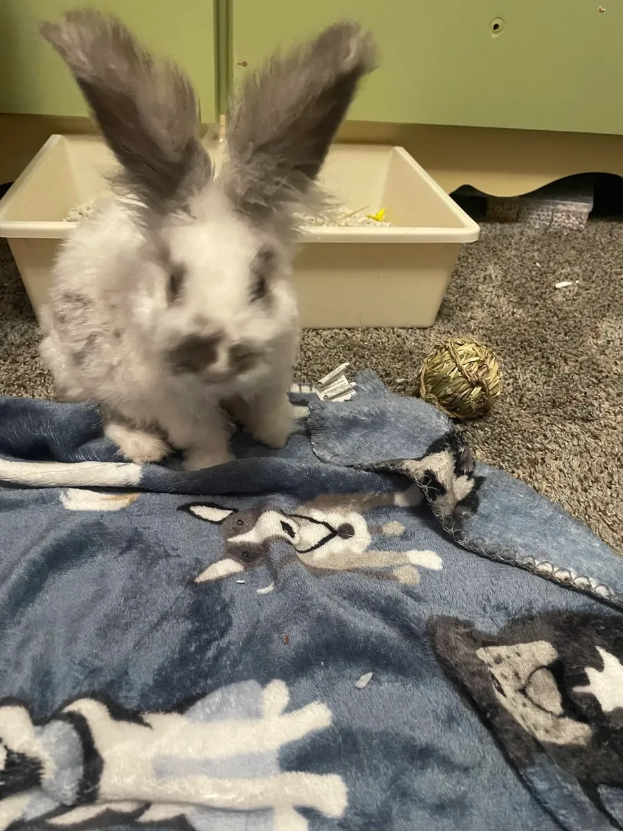 Conejo gigante Angora muy tranquilo busca familia