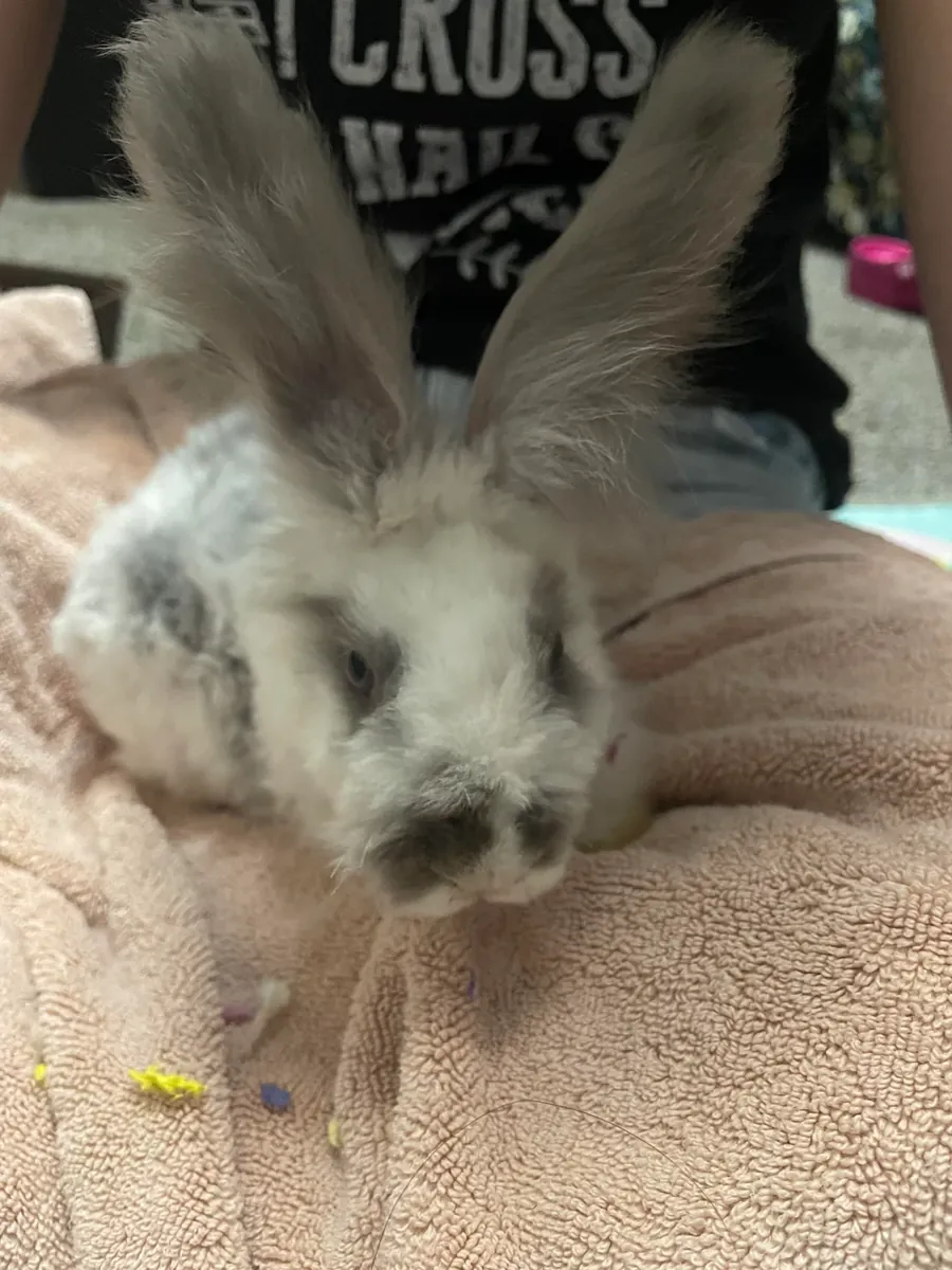 Conejo gigante Angora muy tranquilo busca familia