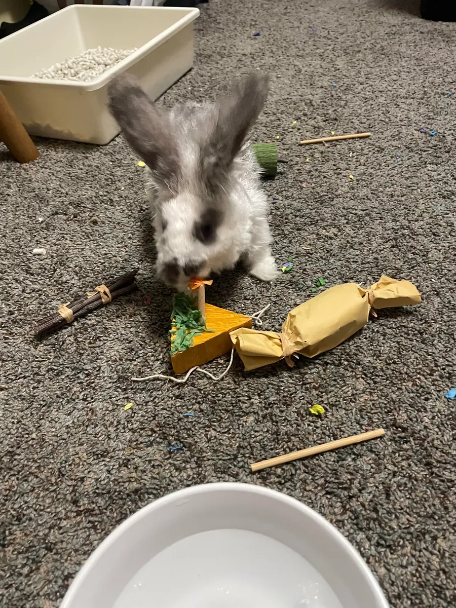 Conejo gigante Angora muy tranquilo busca familia