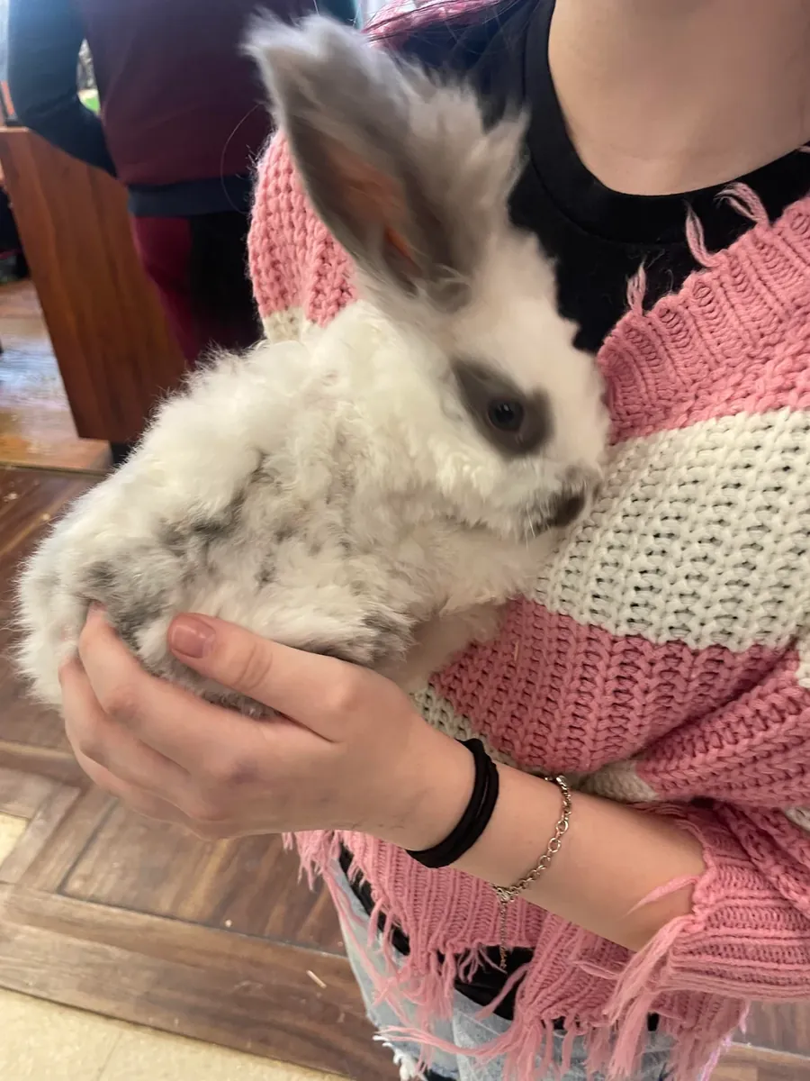 Conejo gigante Angora muy tranquilo busca familia