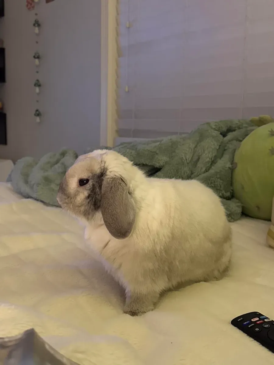 年轻活泼的迷你垂耳兔待领养