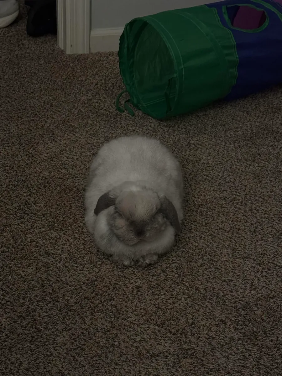 年轻活泼的迷你垂耳兔待领养