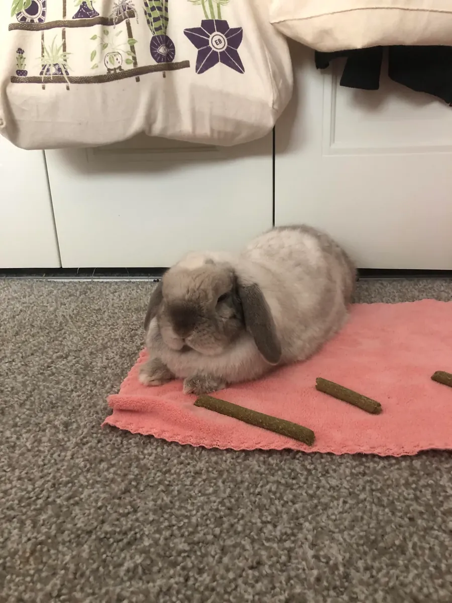 年轻活泼的迷你垂耳兔待领养