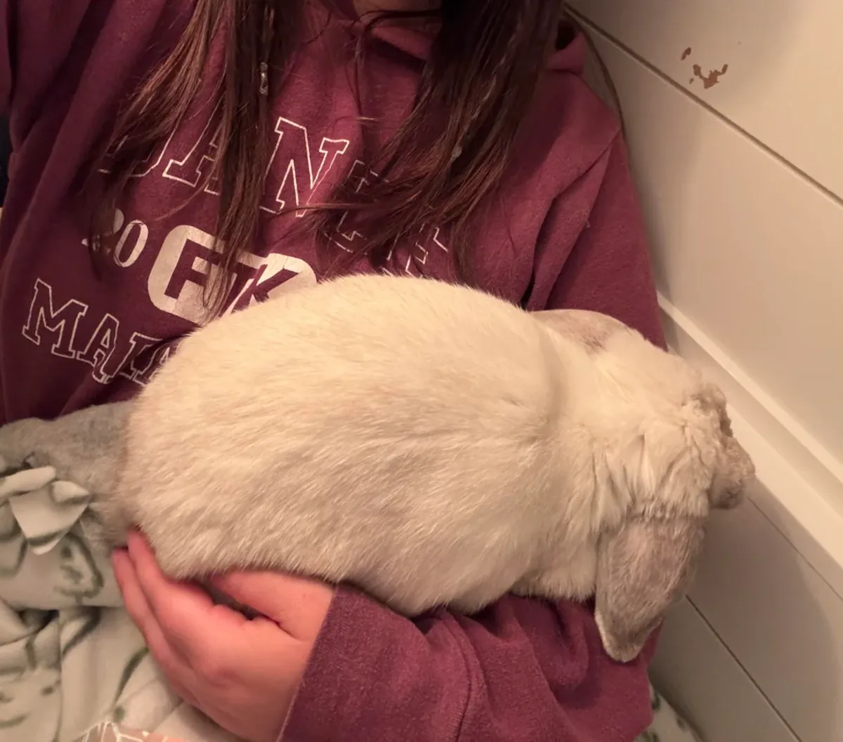 年轻活泼的迷你垂耳兔待领养