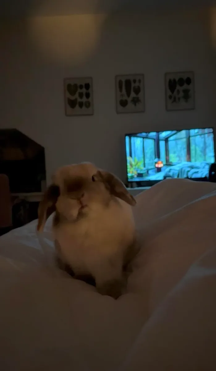 年轻活泼的迷你垂耳兔待领养