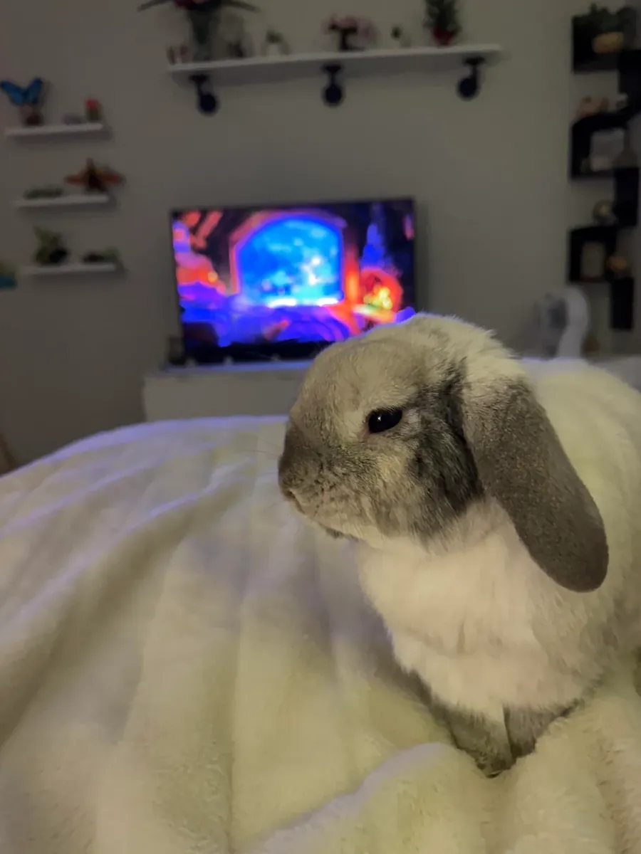 年轻活泼的迷你垂耳兔待领养