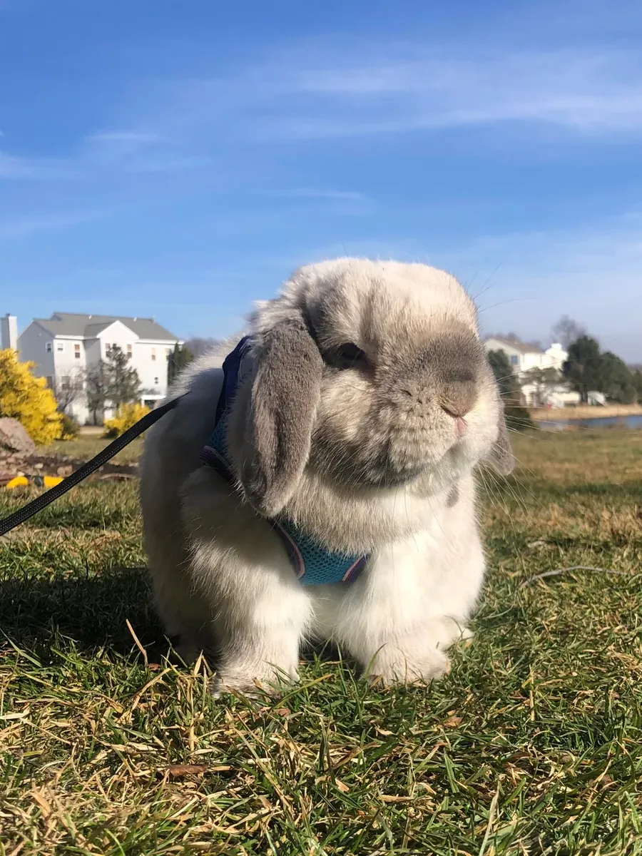 年轻活泼的迷你垂耳兔待领养