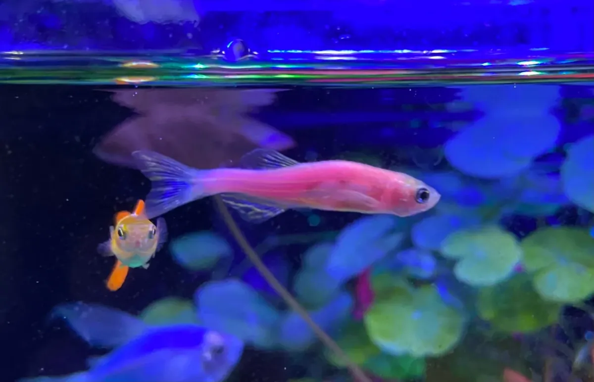 Group of very active Zebra Danio fish