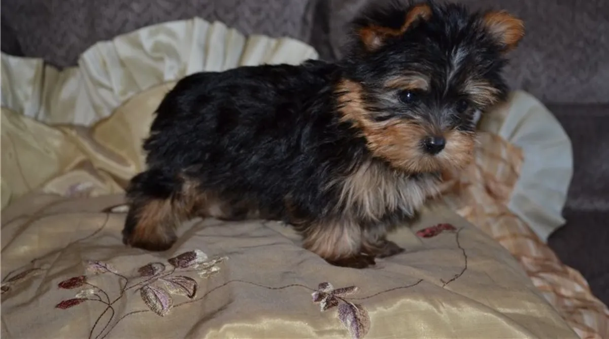 Lindos cachorros Yorkshire machos y hembras en adopción