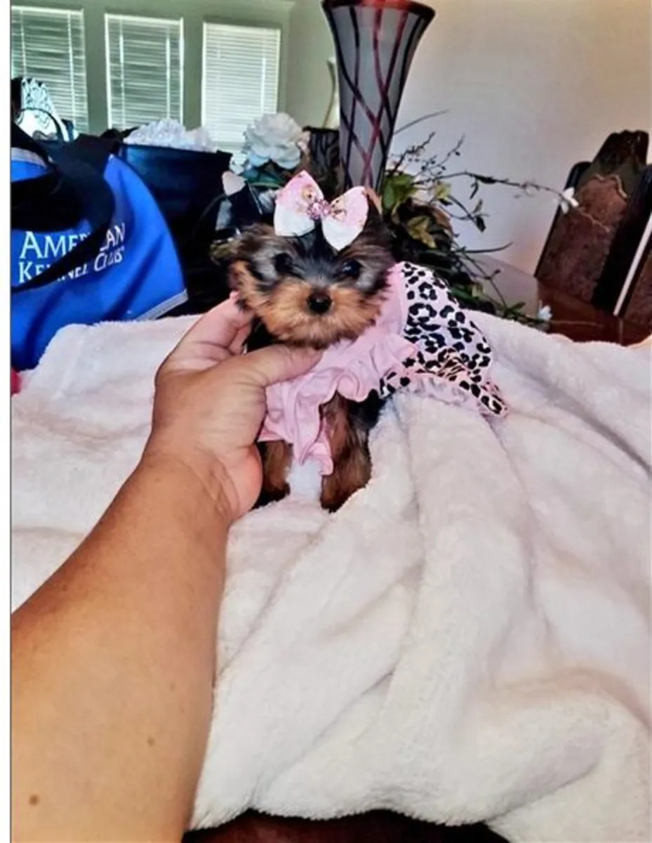 Tiny Teacup Yorkie Puppies For Re-Homing.. Text on WhatsApp ..Contact... +34 631 98 70 80